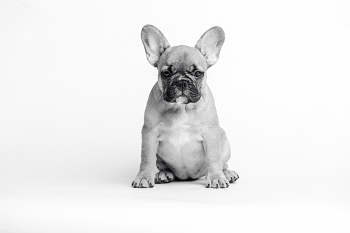 Portrait, French bulldog, puppy, Pets, Friendship, Positive Emotion, Togetherness, Cute