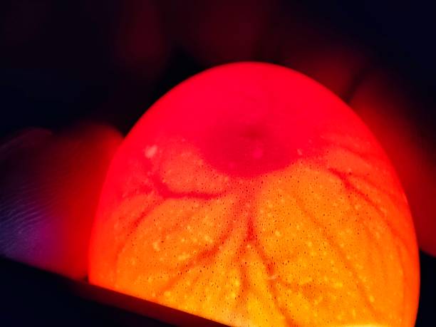 istock Clear view of life formation inside an egg 1387766531
