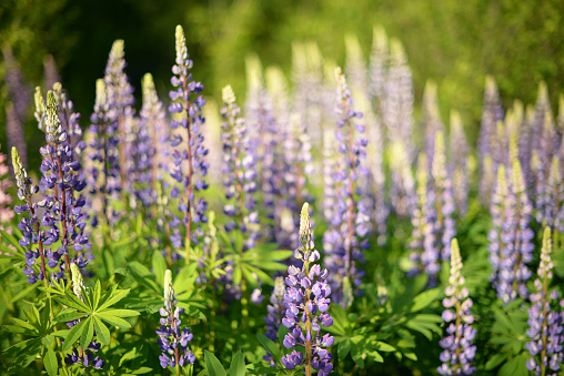 aroma, background, beautiful, beauty, bloom, blooming, blossom, blossoming, blue, botanical, botany, closeup, color, colorful, eco, field, flora, floral, flower, garden, gardening, grass, green, herbal, idyllic, landscape, lila, lilac, lupin, lupine, lupins, lupinus, meadow, natural, nature, outdoor, park, pink, plant, polyphyllus, purple, relax, romantic, season, spring, springtime, summer, violet, wild, wildflower