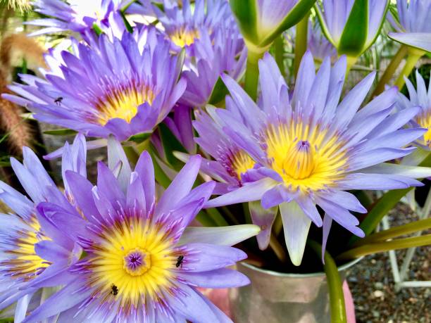 Lotus flower (Lotus, Water-lily, Tropical water-lily or Nymphaea nouchali) white and purple color, Naturally beautiful flowers in the garden