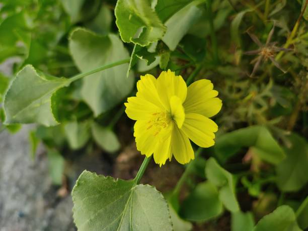istock Selective focus of a beautiful yellow flower 1387767371