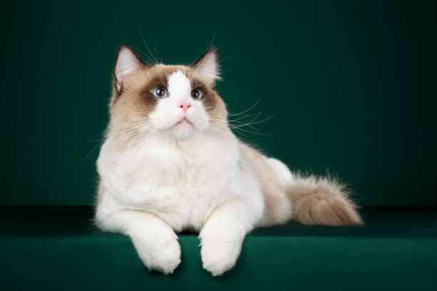 Ragdoll Cat Studio Shot of a Ragdoll Cat ragdoll cat stock pictures, royalty-free photos & images