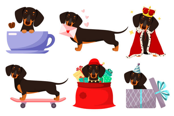 ilustraciones, imágenes clip art, dibujos animados e iconos de stock de un conjunto de divertidos perros salchicha - dachshund