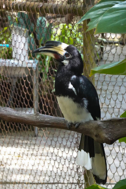 istock Close up Wreathed Hornbill 1387773516