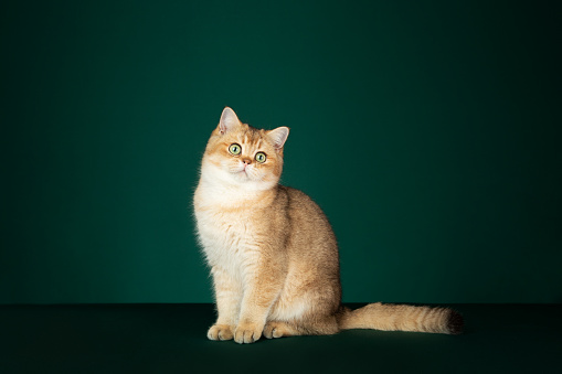 Studio Shot of a Golden British Cat