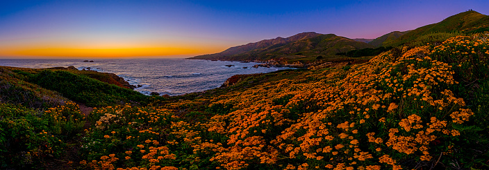 A profusion of colorful spring wildflowers along the Big Sur coast.  A gigapan panorama of Garrapata State park