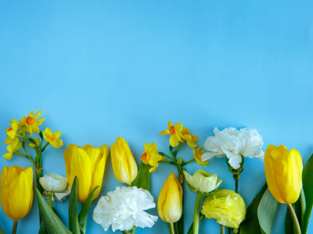 istock Yellow and white spring flowers composition isolated on blue background. 1387777222