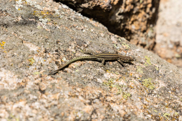 istock lizard sunbathing in the Sierra de Guadarrama, Madrid 1387777488