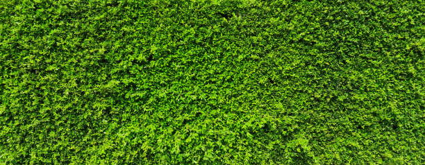 grüne blattpflanzenwand, - wandbegrünung stock-fotos und bilder