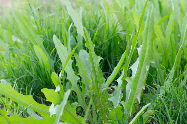 istock Dandelion Leaves in Grass 1387778335