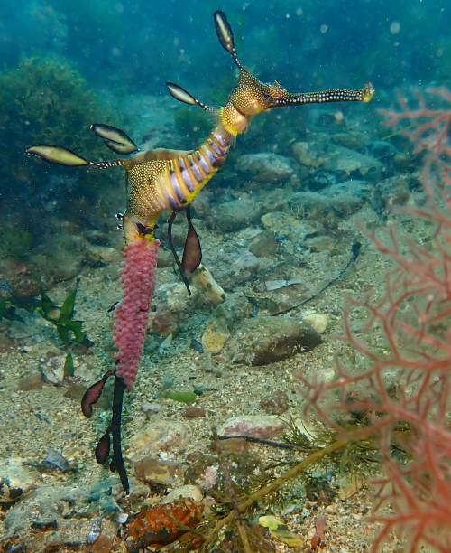istock Weedy sea dragon with eggs 1387779271