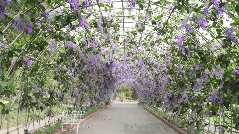 Beautiful Purple Wreath (Petrea volubilis)