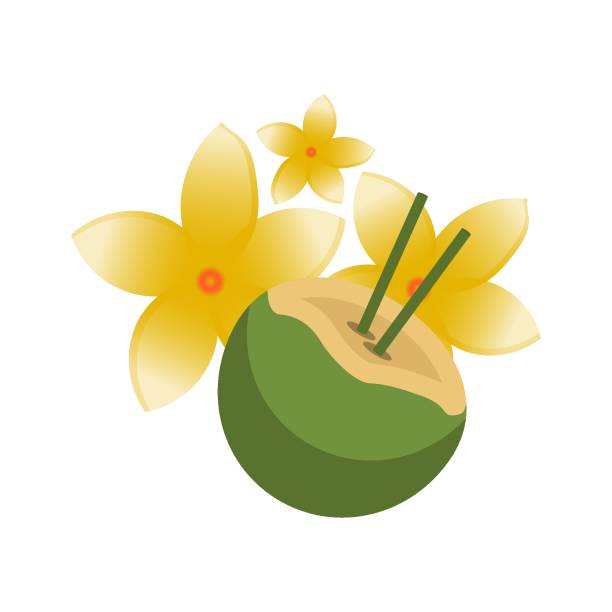 チューブ付きの緑のココナッツ。 - orchid flower single flower green点のイラスト素材／クリップアート素材／マンガ素材／アイコン素材
