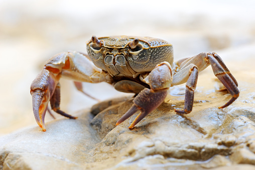 A crab on a white beach, small deserted island offshore from Yanbu, Saudi Arabia