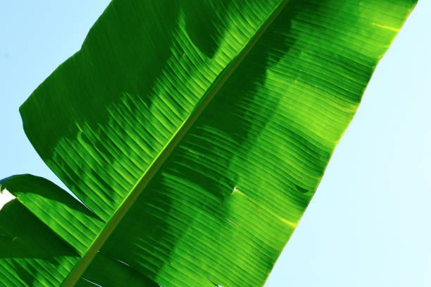 istock bottom picture of banana leaf 1387781820