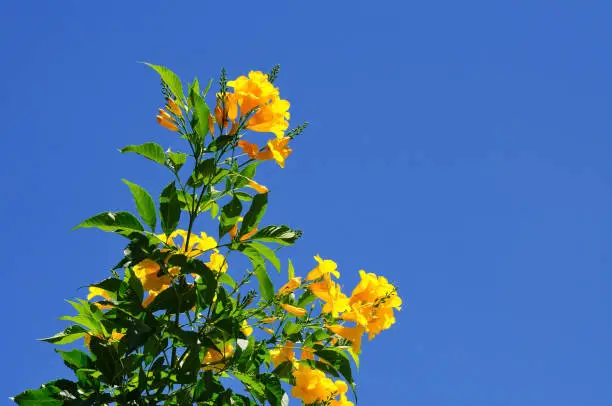 Yellow trumpet-flower full bloom on the petiole On a clear sky day.