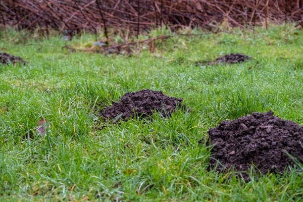 istock A collection of mole hills on a grass pasture 1387782978