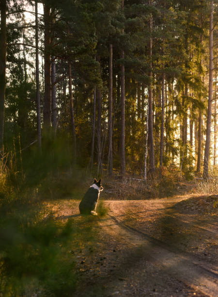 Dog sitting on forest road at sunrise with warm sunlight warming between the trees.\nBorder Collie relaxing on the morning walk.\nEarly morning in Sweden one day in March.