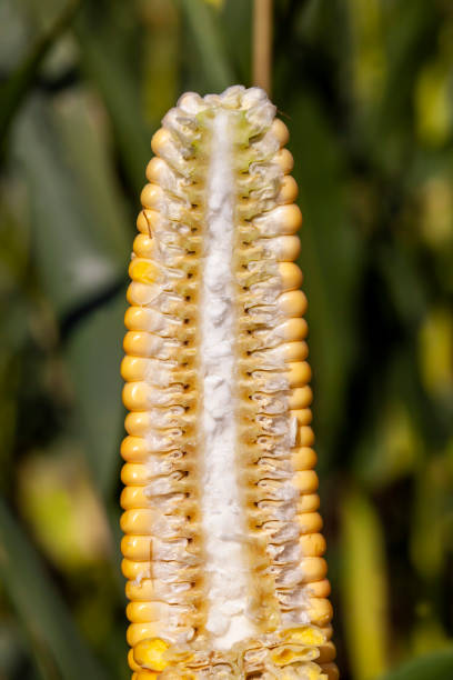 istock unripe young corn with yellow seeds cut into pieces 1387783301