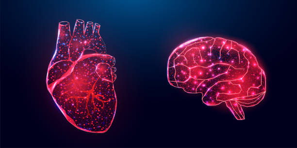 Human heart and brain. Wireframe low poly style. Concept for medical, treatment of the hepatitis. Abstract modern 3d vector illustration on dark blue background Human heart and brain. Wireframe low poly style. Concept for medical, treatment of the hepatitis. Abstract modern 3d vector illustration on dark blue background. glow in the dark hearts background stock illustrations