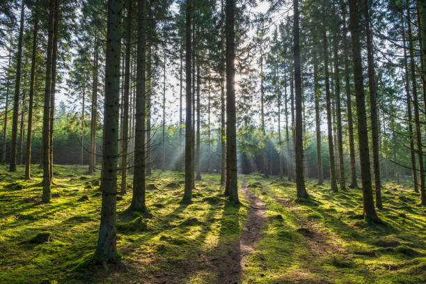 istock Dirt road in a sunny spruce forest with sun rays 1387785001