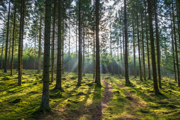 грунтовая дорога в солнечном еловом лесу с солнечными лучами - woodland trail woods forest footpath стоковые фото и изображения