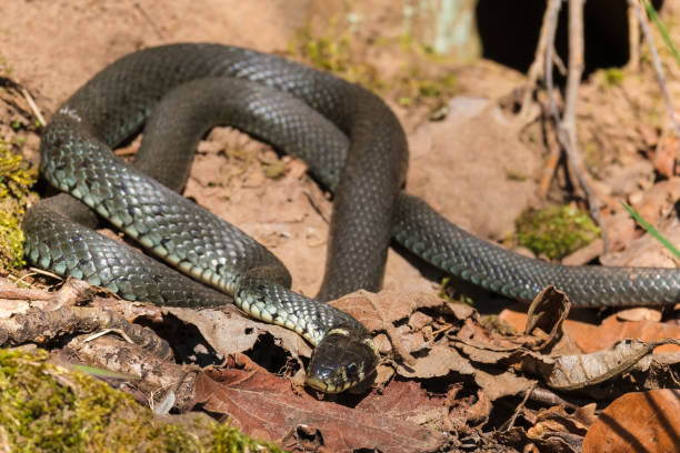 istock Grass snake basking warm up the body temperature in the sun 1387785024