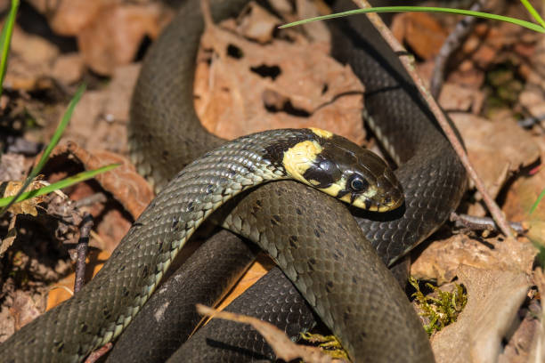 istock Grass snake in the sunshine at spring 1387785029
