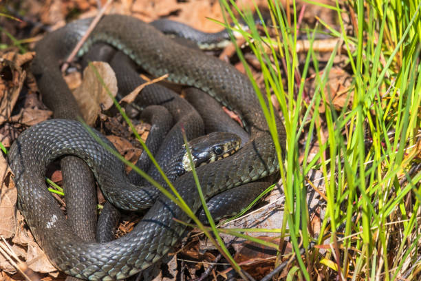 istock Group with grass snakes basking in the sunshine 1387785035