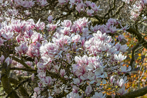 Magnolia blooming in the spring in a garden