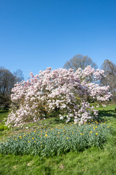дерево магнолии в гайд-парке в вестминстере, лондон - spring magnolia flower sky стоковые фото и изображения