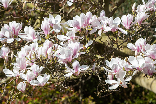 Mysterious spring floral background with blooming pink magnolia flowers on a sunny day. Magnolia soulangeana variety (saucer magnolia). Family Magnoliaceae.