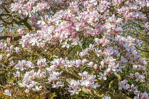The blossom of rose magnolia macro. Magnolia blooming.