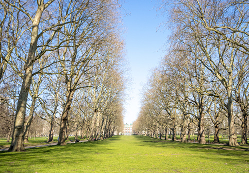 Deciduous Trees at Green Park in City of Westminster, London