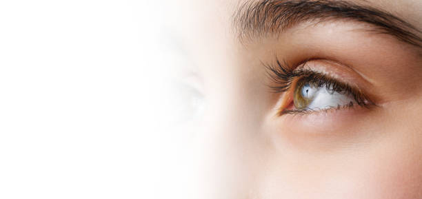 Close up, profle photo o a female eye, iris, pupil, eye lashes, eye lids. stock photo