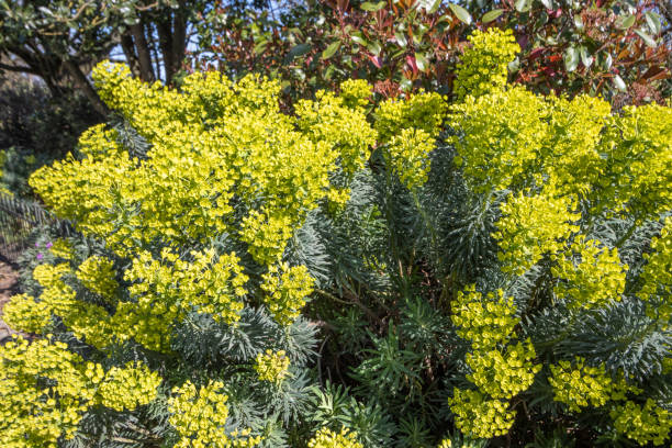 Euphorbia (Mediterranean Spurge) at Hyde Park in City of Westminster, London Euphorbia characias ssp veneta (Mediterranean Spurge) at Hyde Park in City of Westminster, London euphorbiaceae stock pictures, royalty-free photos & images