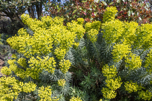 Euphorbia (Mediterranean Spurge) at Hyde Park in City of Westminster, London Euphorbia characias ssp veneta (Mediterranean Spurge) at Hyde Park in City of Westminster, London hyde park flowers stock pictures, royalty-free photos & images
