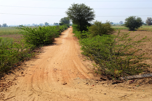 Country road in the field during summer season.
