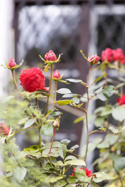 Photo of Rose bush with red petals