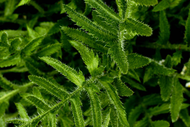 nahaufnahme des grünen laubs von papaver orientale - oriental poppy poppy leaf close up stock-fotos und bilder