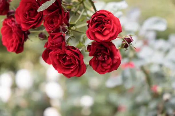 Photo of Blooming scarlet rosebuds close-up