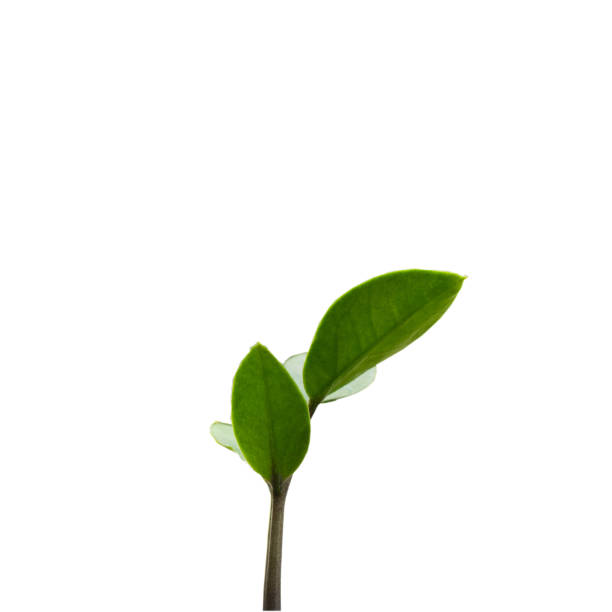 istock Little green plants on white background. 1387789364