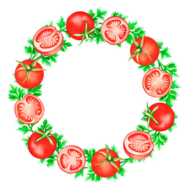 ilustrações de stock, clip art, desenhos animados e ícones de a wreath of tomatoes and cilantro. watercolor illustration.isolated on a white background.for design - cilantro parsley spice white background