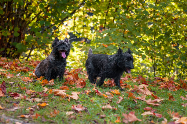 istock Cairn Terriers Dog Couple on the grass 1387791152
