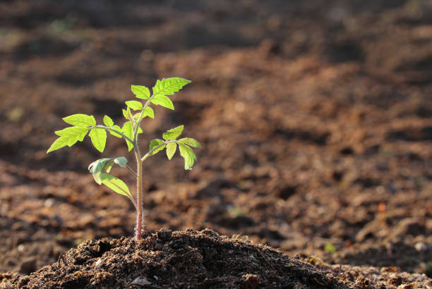 Tomato seedling in the morning light with copy space stock photo