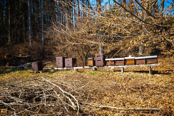 Beehives in the forest, nature, Bavaria