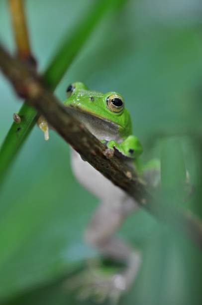 istock Zhangixalus schlegelii 1387793297