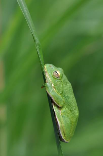 istock Zhangixalus schlegelii 1387793326
