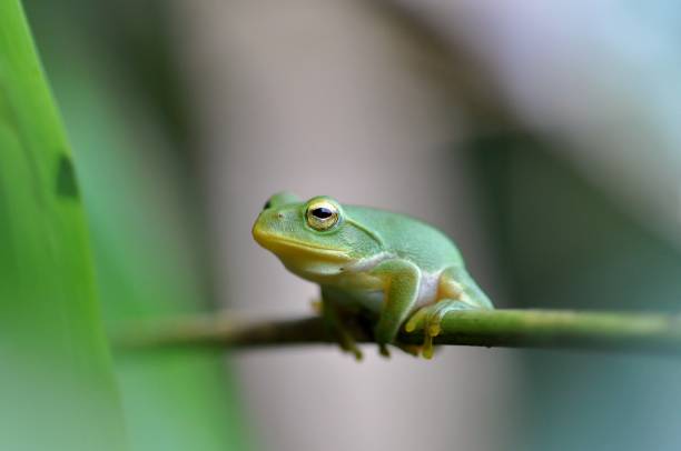 istock Zhangixalus schlegelii 1387793328