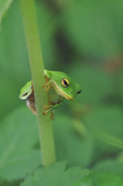 istock Zhangixalus schlegelii 1387793330